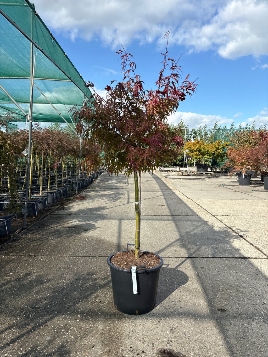 Acer pal. 'Oregon Sunset' - 50 CM Stem C30